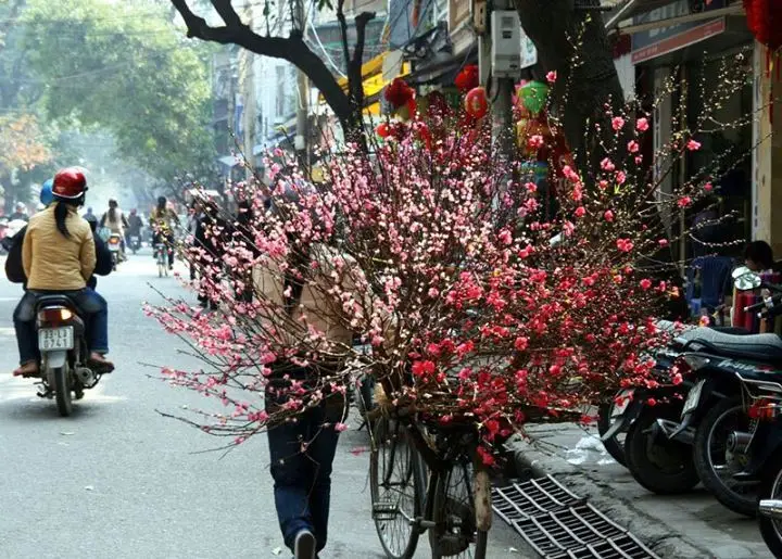 Ảnh hoa đào ngày Tết - Điểm nhấn không thể thiếu trong ngày xuân 8