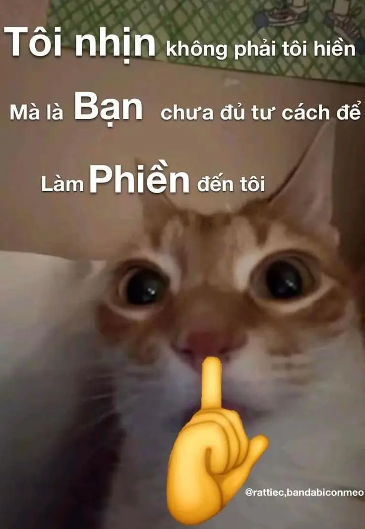 Ảnh Meme Mèo Cầm Súng: Bộ Sưu Tập Hình Ảnh Đáng Chú Ý 9