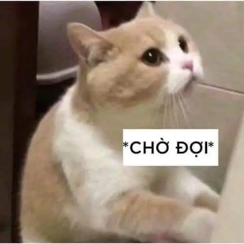 Ảnh Meme Mèo Cầm Súng: Bộ Sưu Tập Hình Ảnh Đáng Chú Ý 20