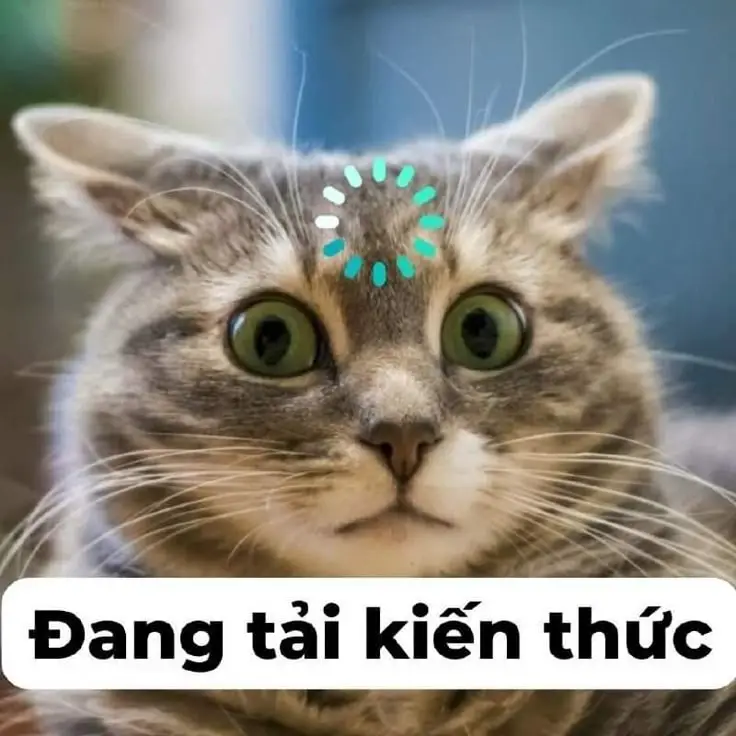 Ảnh Meme Mèo Cầm Súng: Bộ Sưu Tập Hình Ảnh Đáng Chú Ý 25