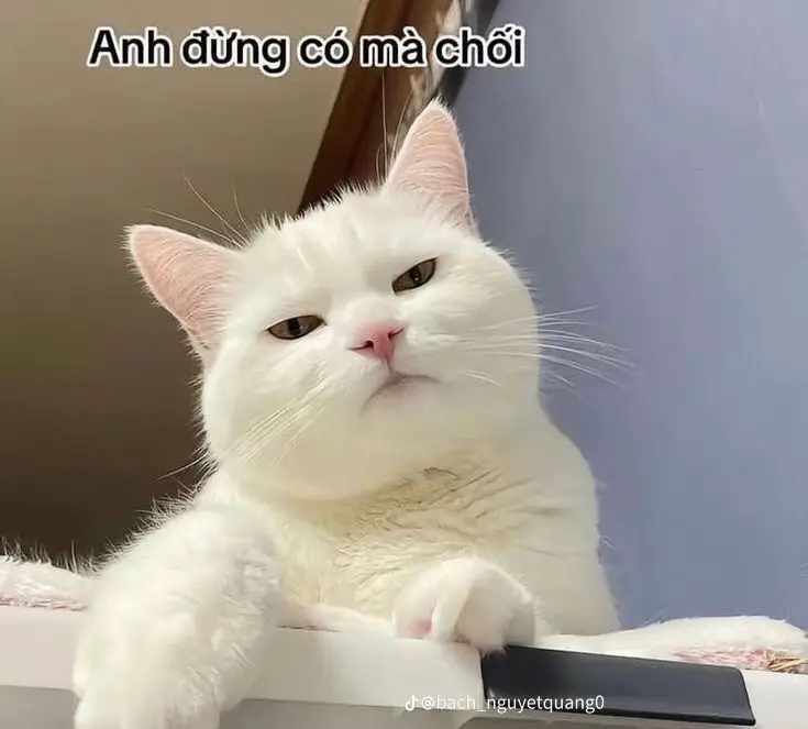 Ảnh Meme Mèo Cầm Súng: Bộ Sưu Tập Hình Ảnh Đáng Chú Ý 27