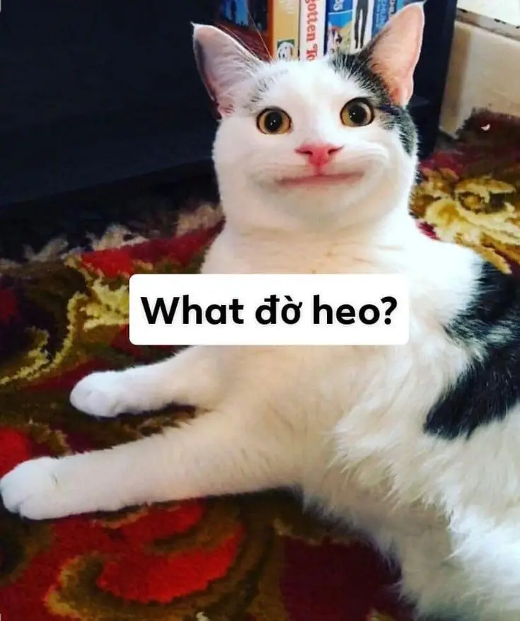 Ảnh Meme Mèo Cầm Súng: Bộ Sưu Tập Hình Ảnh Đáng Chú Ý 38