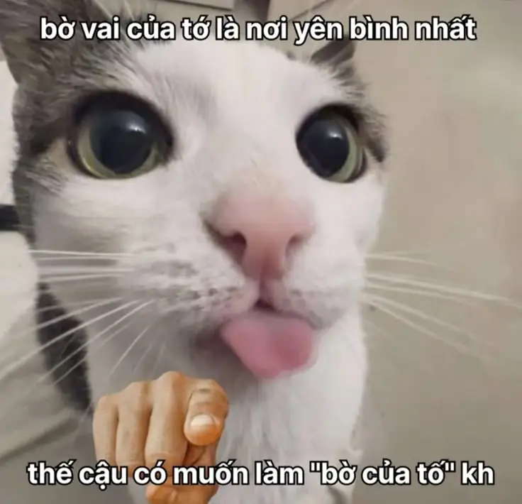 Ảnh Meme Mèo Cầm Súng: Bộ Sưu Tập Hình Ảnh Đáng Chú Ý 44