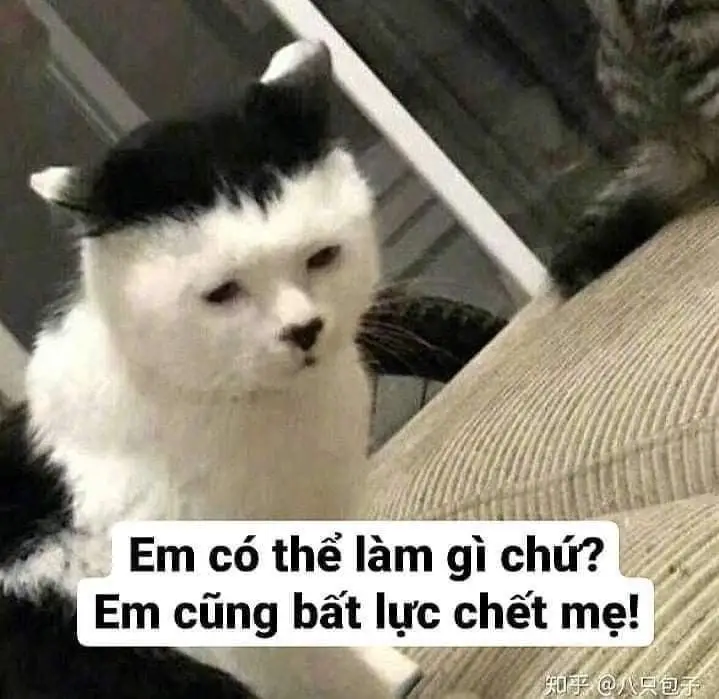 Ảnh Meme Mèo Cầm Súng: Bộ Sưu Tập Hình Ảnh Đáng Chú Ý 48