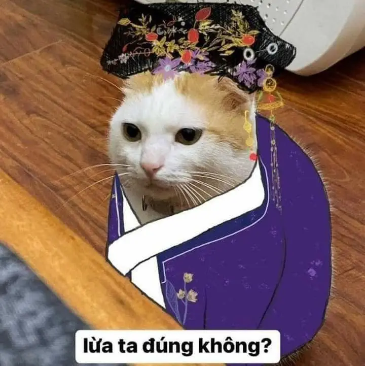 Ảnh Meme Mèo Cầm Súng: Bộ Sưu Tập Hình Ảnh Đáng Chú Ý 50