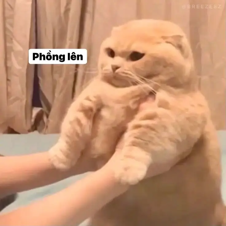 Ảnh Meme Mèo Cầm Súng: Bộ Sưu Tập Hình Ảnh Đáng Chú Ý 51