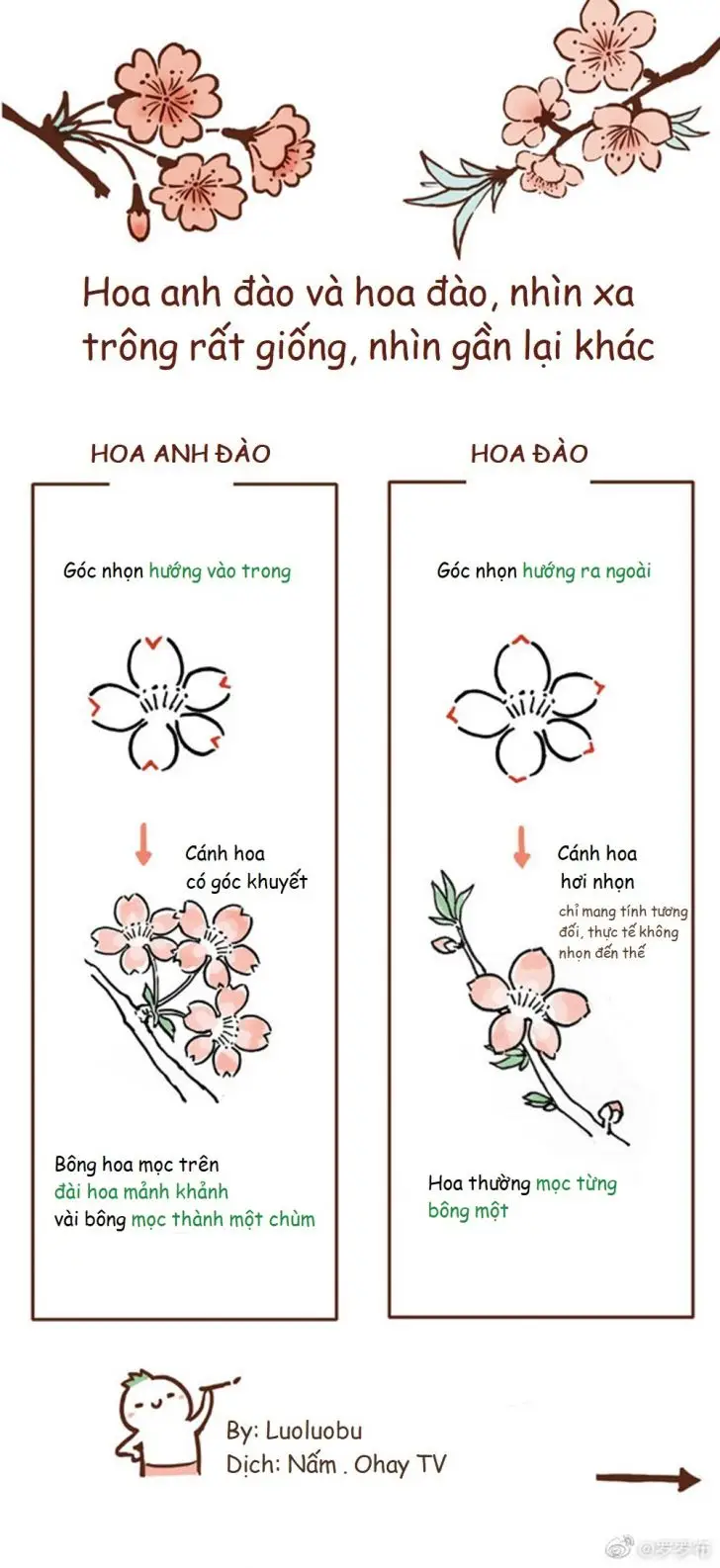 Cách Vẽ Hoa Sen Bằng Chì: Hướng Dẫn Chi Tiết 49