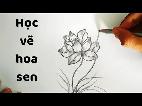 Cách Vẽ Hoa Sen Bằng Chì: Hướng Dẫn Chi Tiết 60