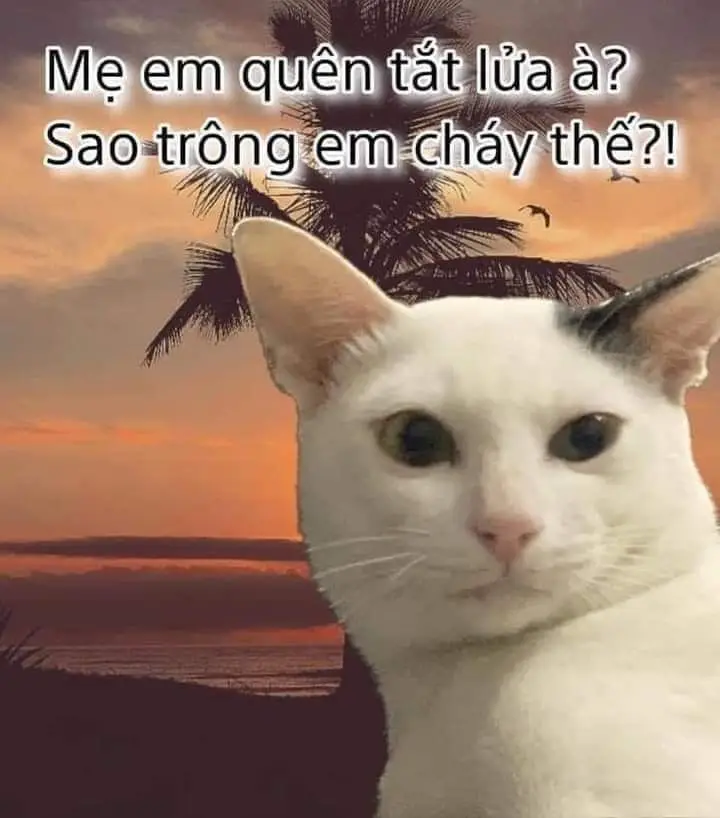 Meme Cú Đấm Sấm Sét: Hài Hước Đến Từ Những Pha Hành Động Thú Vị 46