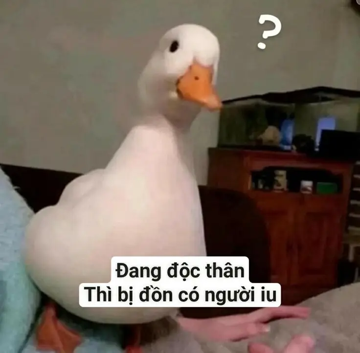 Meme Ảnh Con Vịt Chế: Tuyển Tập Hình Ảnh Hài Hước Đầy Sáng Tạo 2