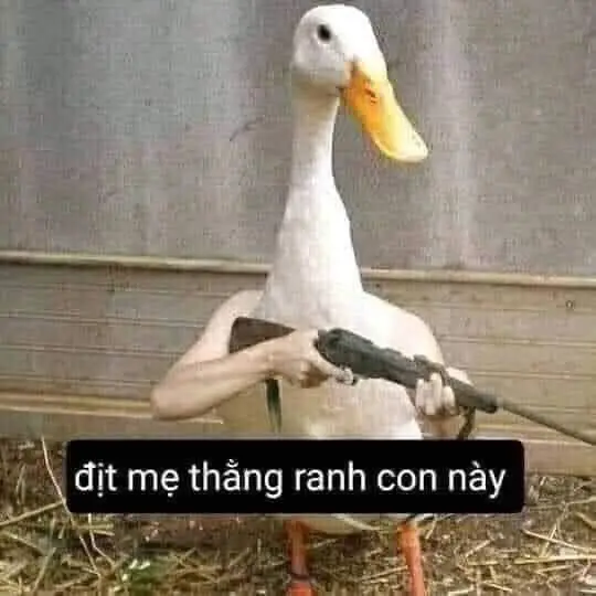 Meme Ảnh Con Vịt Chế: Tuyển Tập Hình Ảnh Hài Hước Đầy Sáng Tạo 64