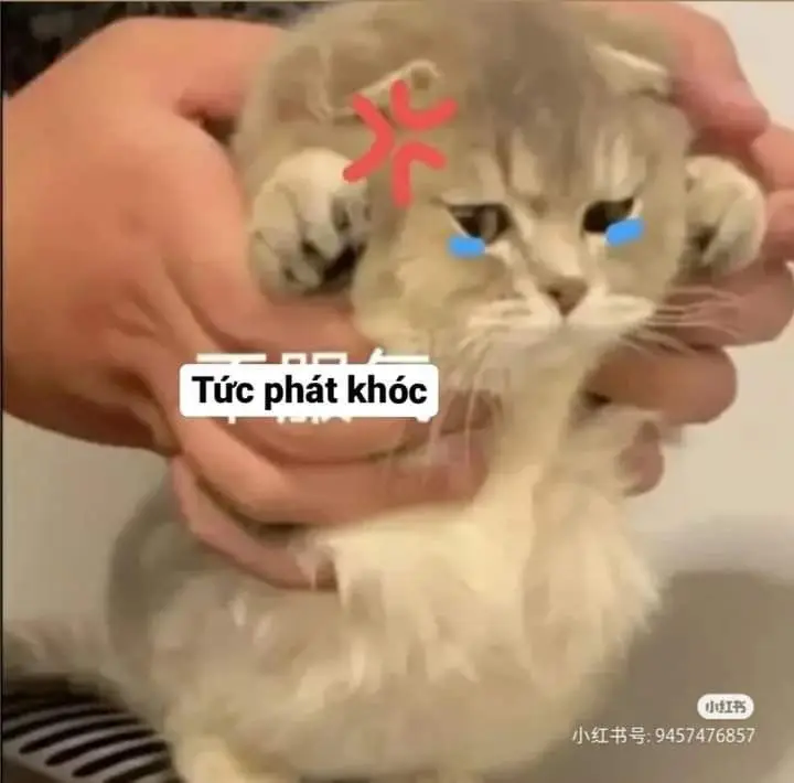 Meme Ảnh Mèo Cầm Phóng Lợn: Vui Nhộn Và Độc Đáo 3