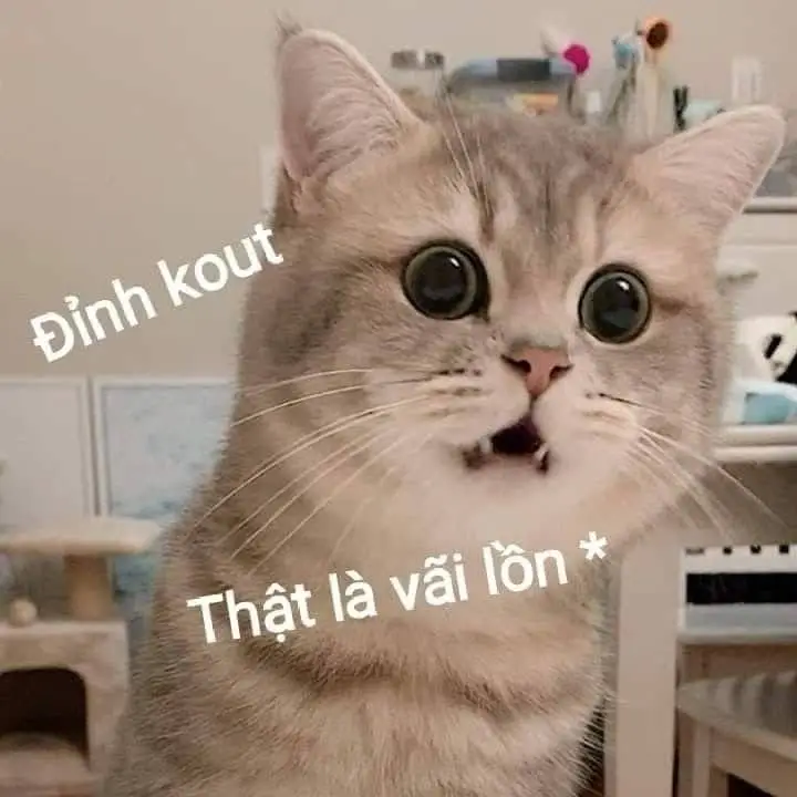 Meme Ảnh Mèo Cầm Phóng Lợn: Vui Nhộn Và Độc Đáo 5