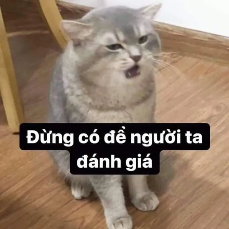 Meme Ảnh Mèo Cầm Phóng Lợn: Vui Nhộn Và Độc Đáo 6