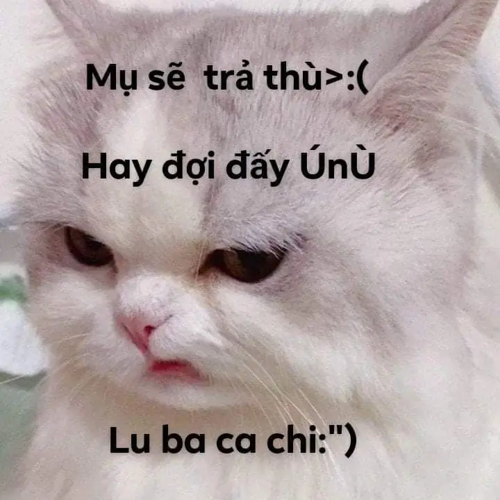 Meme Ảnh Mèo Cầm Phóng Lợn: Vui Nhộn Và Độc Đáo 8