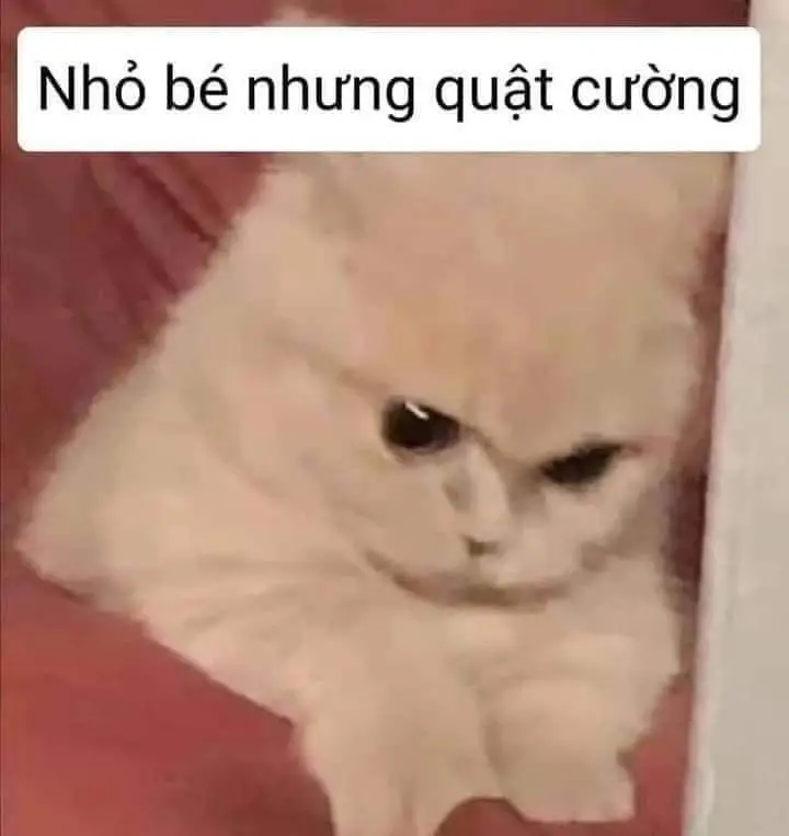 Meme Ảnh Mèo Cầm Phóng Lợn: Vui Nhộn Và Độc Đáo 9