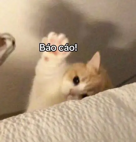 Meme Ảnh Mèo Cầm Phóng Lợn: Vui Nhộn Và Độc Đáo 10