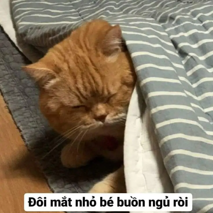 Meme Ảnh Mèo Cầm Phóng Lợn: Vui Nhộn Và Độc Đáo 11