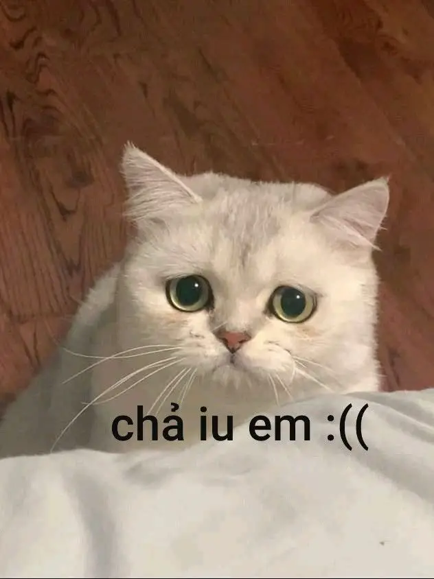 Meme Ảnh Mèo Cầm Phóng Lợn: Vui Nhộn Và Độc Đáo 13