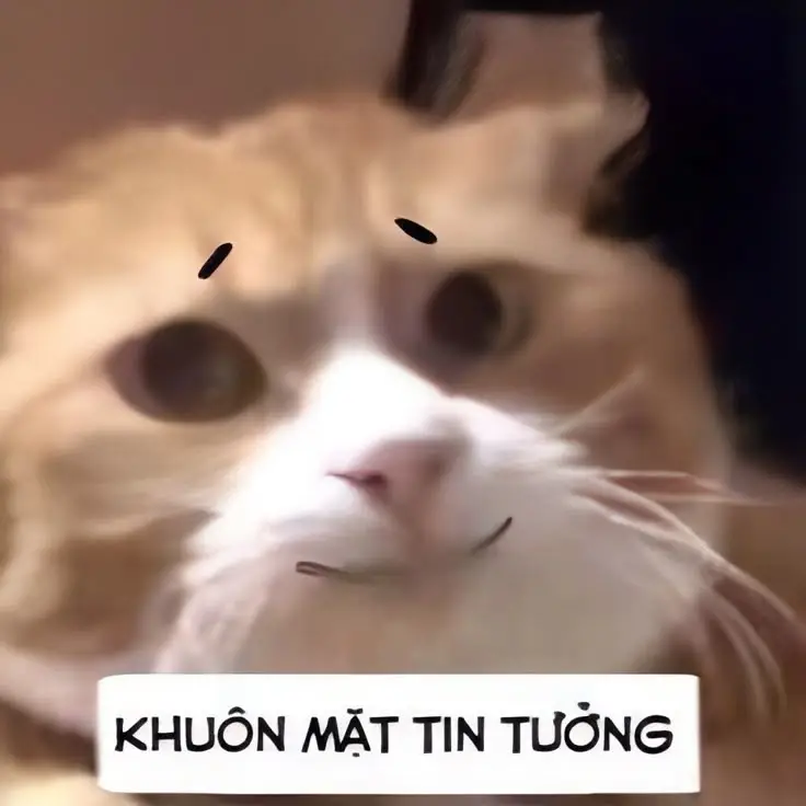 Meme Ảnh Mèo Cầm Phóng Lợn: Vui Nhộn Và Độc Đáo 15