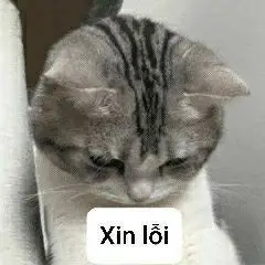 Meme Ảnh Mèo Cầm Phóng Lợn: Vui Nhộn Và Độc Đáo 17