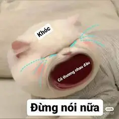 Meme Ảnh Mèo Cầm Phóng Lợn: Vui Nhộn Và Độc Đáo 18