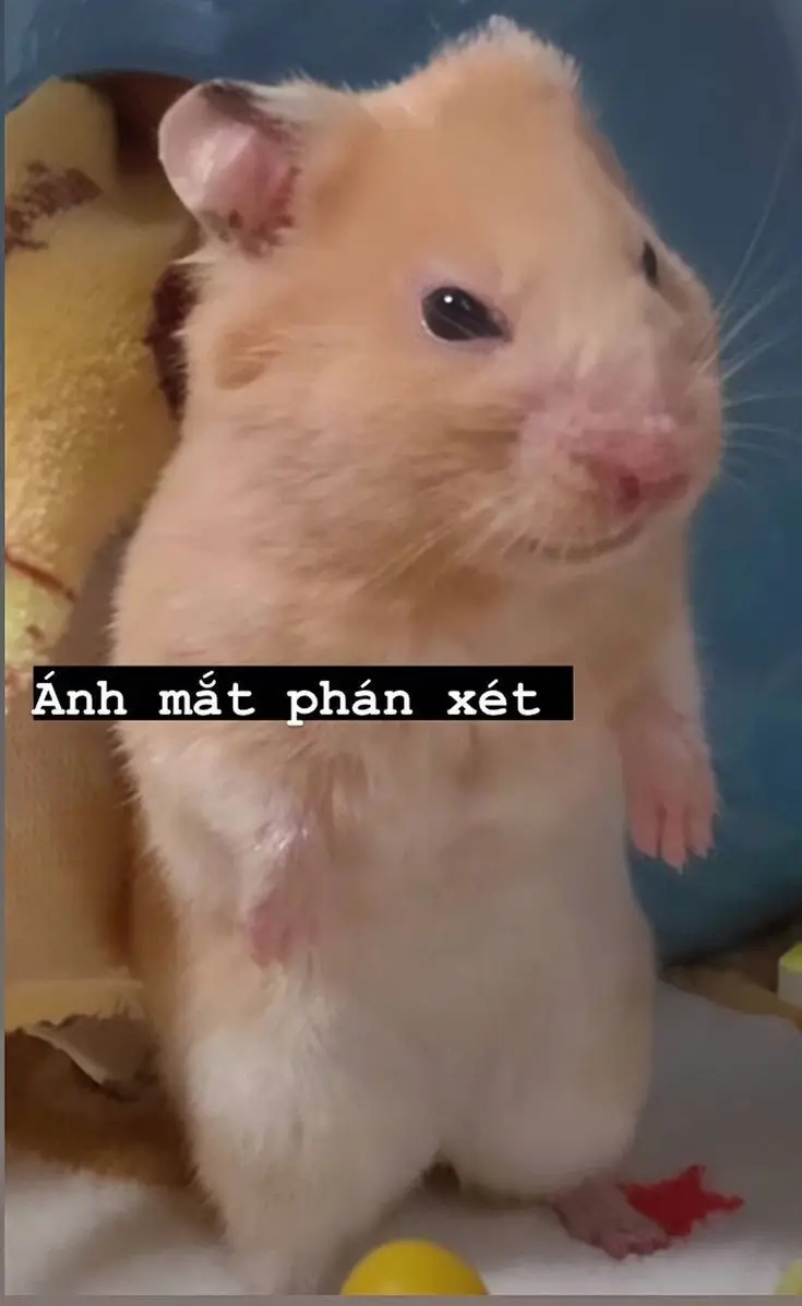 Meme Ảnh Mèo Cầm Phóng Lợn: Vui Nhộn Và Độc Đáo 24