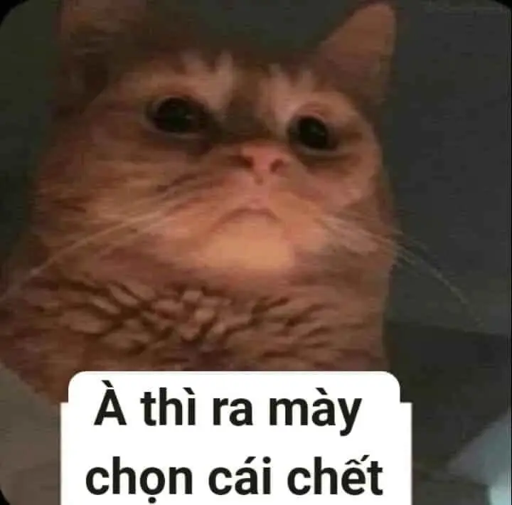 Meme Ảnh Mèo Cầm Phóng Lợn: Vui Nhộn Và Độc Đáo 25