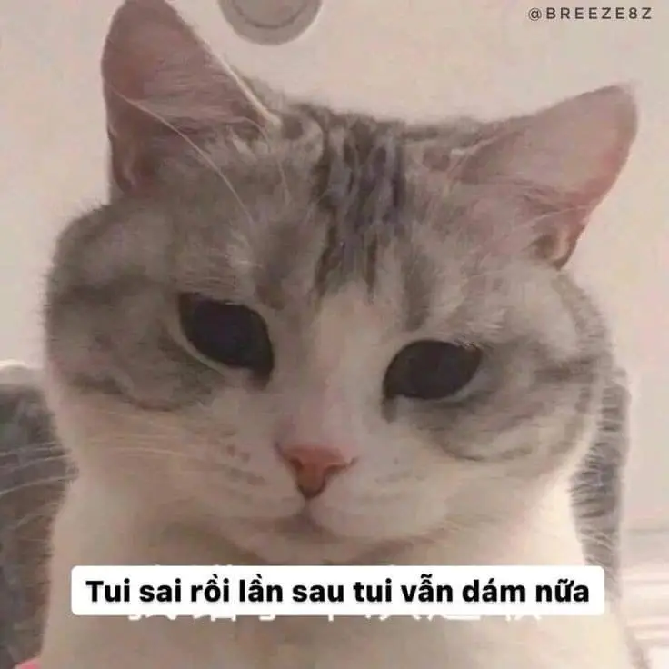 Meme Ảnh Mèo Cầm Phóng Lợn: Vui Nhộn Và Độc Đáo 26