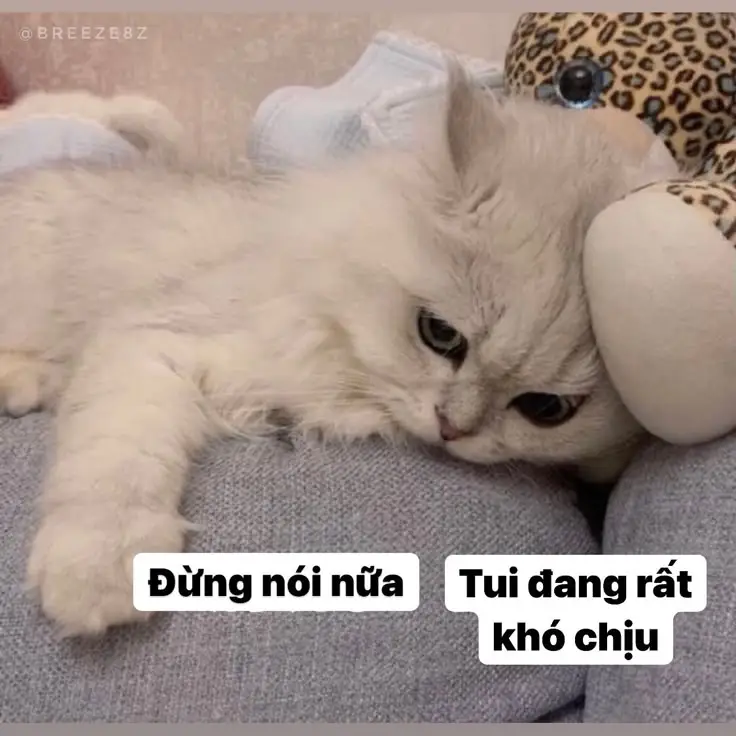 Meme Ảnh Mèo Cầm Phóng Lợn: Vui Nhộn Và Độc Đáo 29