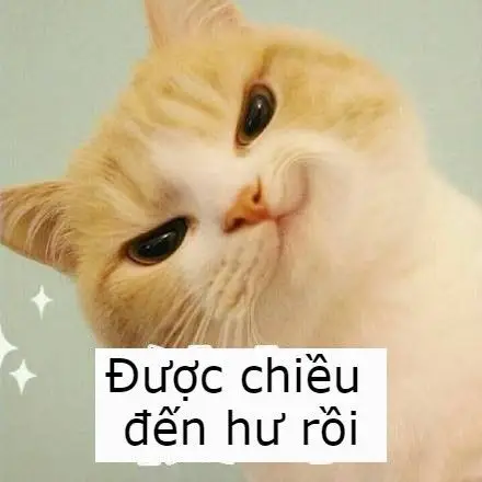 Meme Ảnh Mèo Cầm Phóng Lợn: Vui Nhộn Và Độc Đáo 30