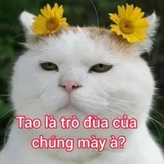 Meme Ảnh Mèo Cầm Phóng Lợn: Vui Nhộn Và Độc Đáo 32