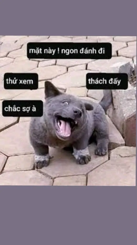 Meme Ảnh Mèo Cầm Phóng Lợn: Vui Nhộn Và Độc Đáo 34