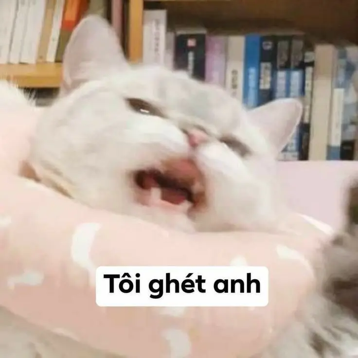 Meme Ảnh Mèo Cầm Phóng Lợn: Vui Nhộn Và Độc Đáo 35