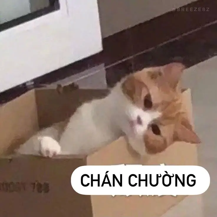 Meme Ảnh Mèo Cầm Phóng Lợn: Vui Nhộn Và Độc Đáo 37