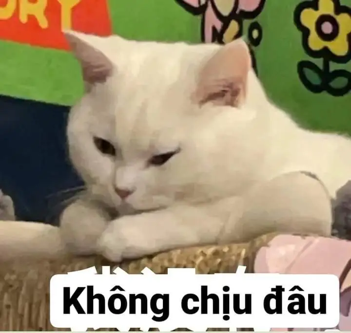 Meme Ảnh Mèo Cầm Phóng Lợn: Vui Nhộn Và Độc Đáo 39