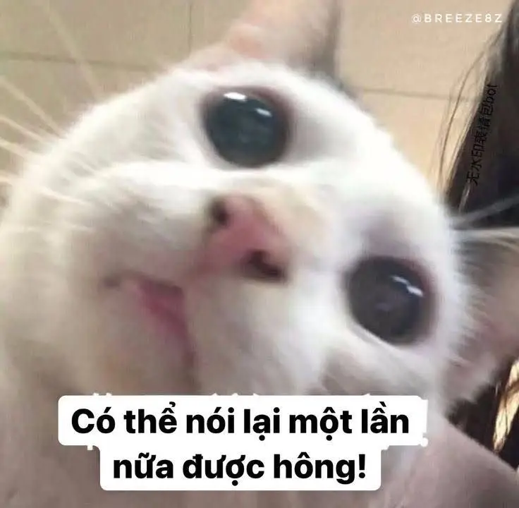 Meme Ảnh Mèo Cầm Phóng Lợn: Vui Nhộn Và Độc Đáo 41