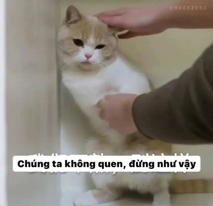 Meme Ảnh Mèo Cầm Phóng Lợn: Vui Nhộn Và Độc Đáo 48