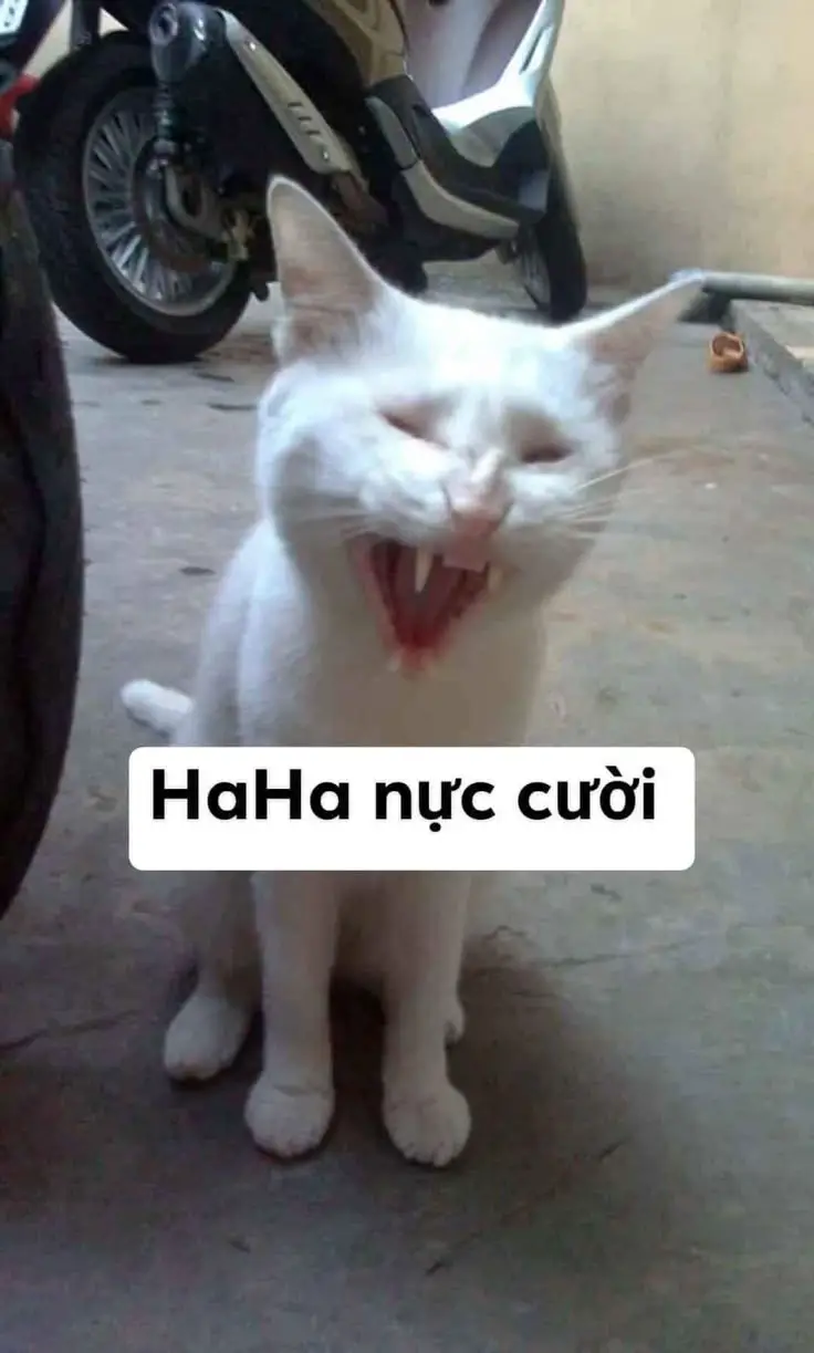 Meme Ảnh Mèo Cầm Phóng Lợn: Vui Nhộn Và Độc Đáo 50