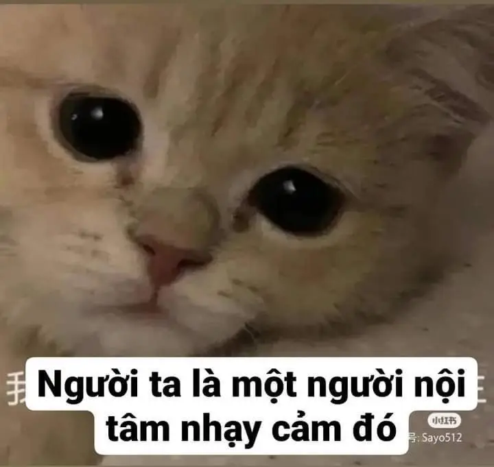 Meme Ảnh Mèo Cầm Phóng Lợn: Vui Nhộn Và Độc Đáo 51