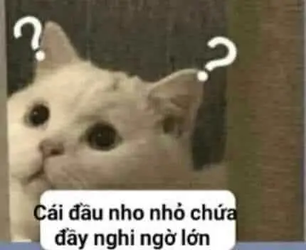 Meme Ảnh Mèo Cầm Phóng Lợn: Vui Nhộn Và Độc Đáo 54