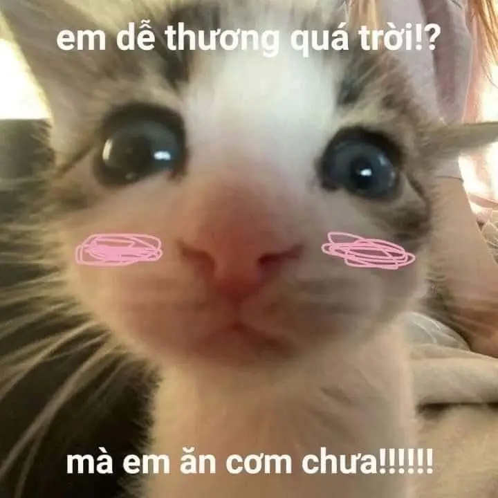 Meme Ảnh Mèo Cầm Phóng Lợn: Vui Nhộn Và Độc Đáo 55