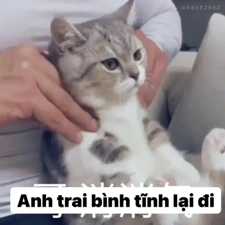 Meme Ảnh Mèo Cầm Phóng Lợn: Vui Nhộn Và Độc Đáo 62