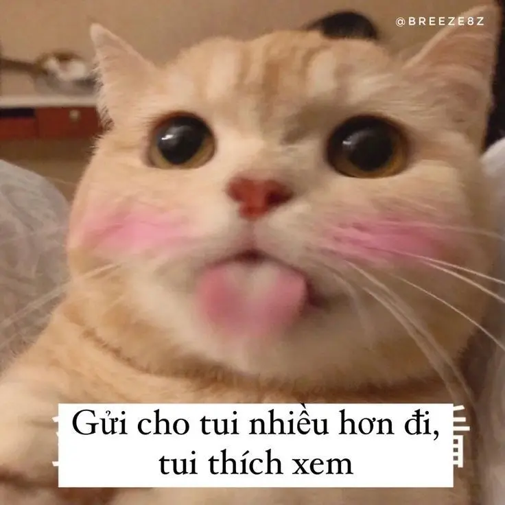 Meme Ảnh Mèo Cầm Phóng Lợn: Vui Nhộn Và Độc Đáo 63