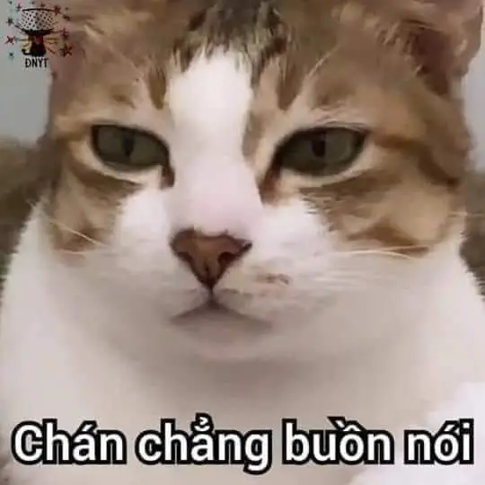 Meme Ảnh Mèo Cầm Phóng Lợn: Vui Nhộn Và Độc Đáo 66