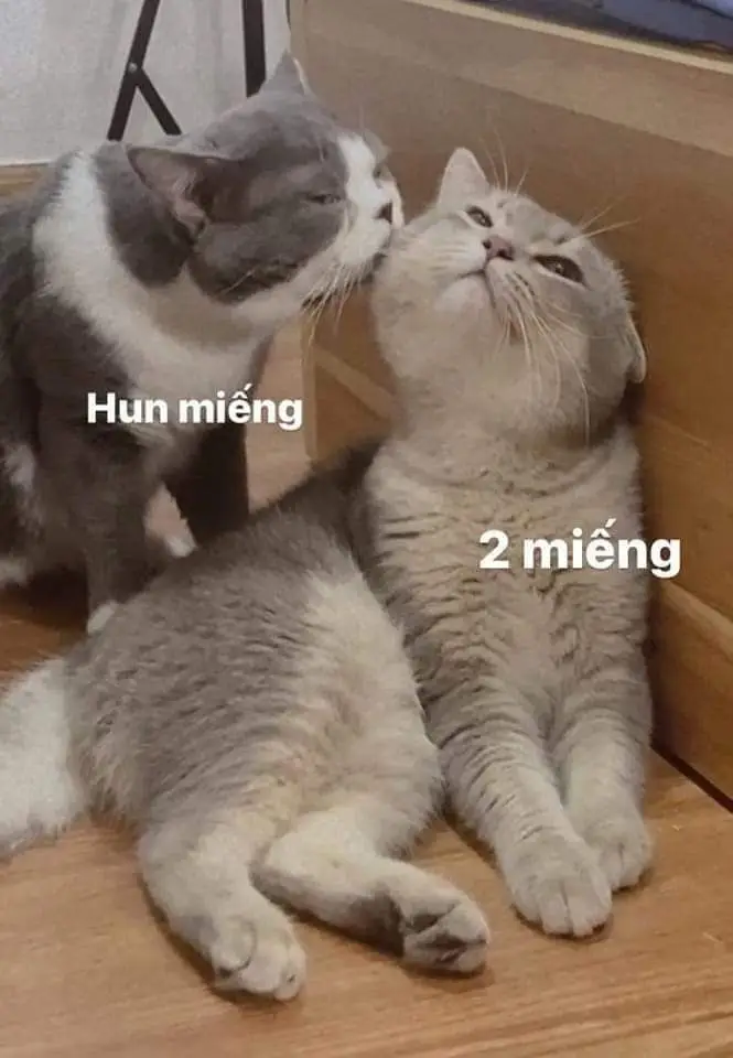 Meme Ảnh Mèo Cầm Phóng Lợn: Vui Nhộn Và Độc Đáo 69