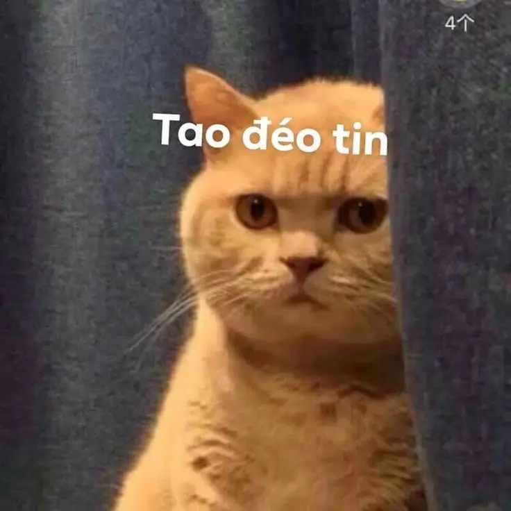 Meme Ảnh Mèo Cầm Phóng Lợn: Vui Nhộn Và Độc Đáo 71