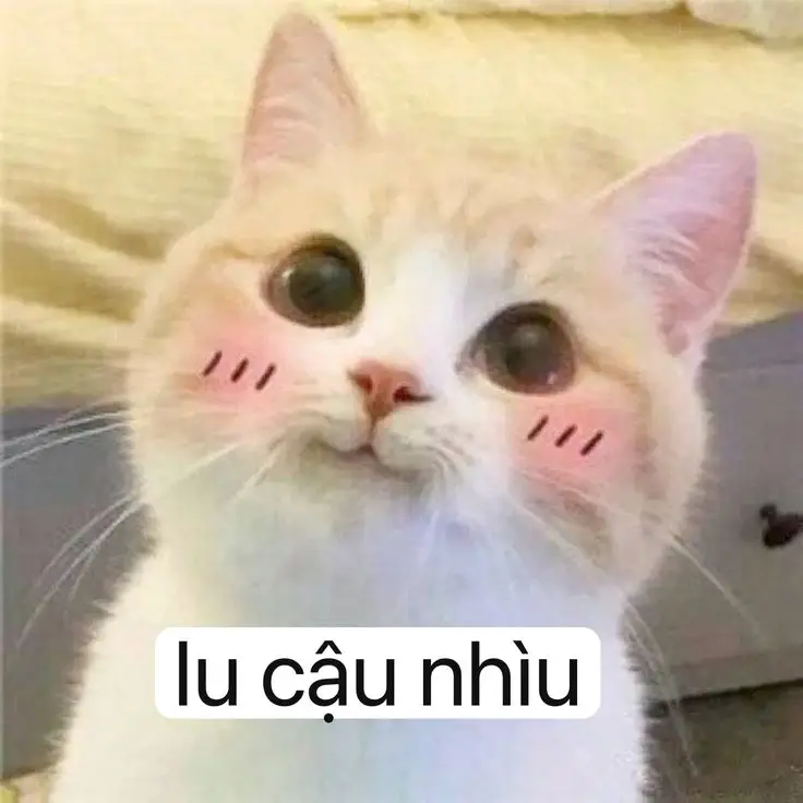 Meme Chúc Ngủ Ngon Hài: Lời Chúc Ngọt Ngào Trên Các Hình Ảnh 49