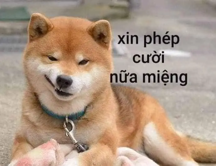 Meme Chúc Ngủ Ngon Hài: Lời Chúc Ngọt Ngào Trên Các Hình Ảnh 53