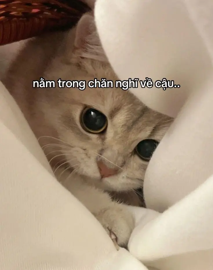 Meme Chúc Ngủ Ngon Hài: Lời Chúc Ngọt Ngào Trên Các Hình Ảnh 54